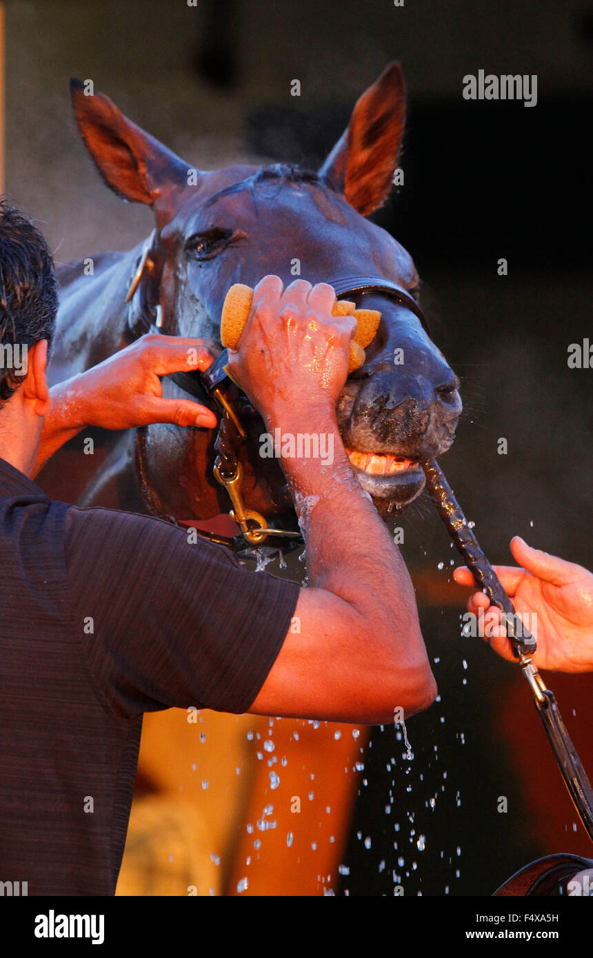 Lexington, Kentucky, USA. 23 Oct, 2015. 23 octobre 2015 : Beholder, formés par Richard Mandella, et administré par B. Wayne Hughes, saisi dans le Breeder's Cup Classic 1 e année 5 000 000 $, et la Breeder's Cup Quenouille 2 000 000 $. Candice Chavez/ESW/CSM/Alamy Live News Banque D'Images