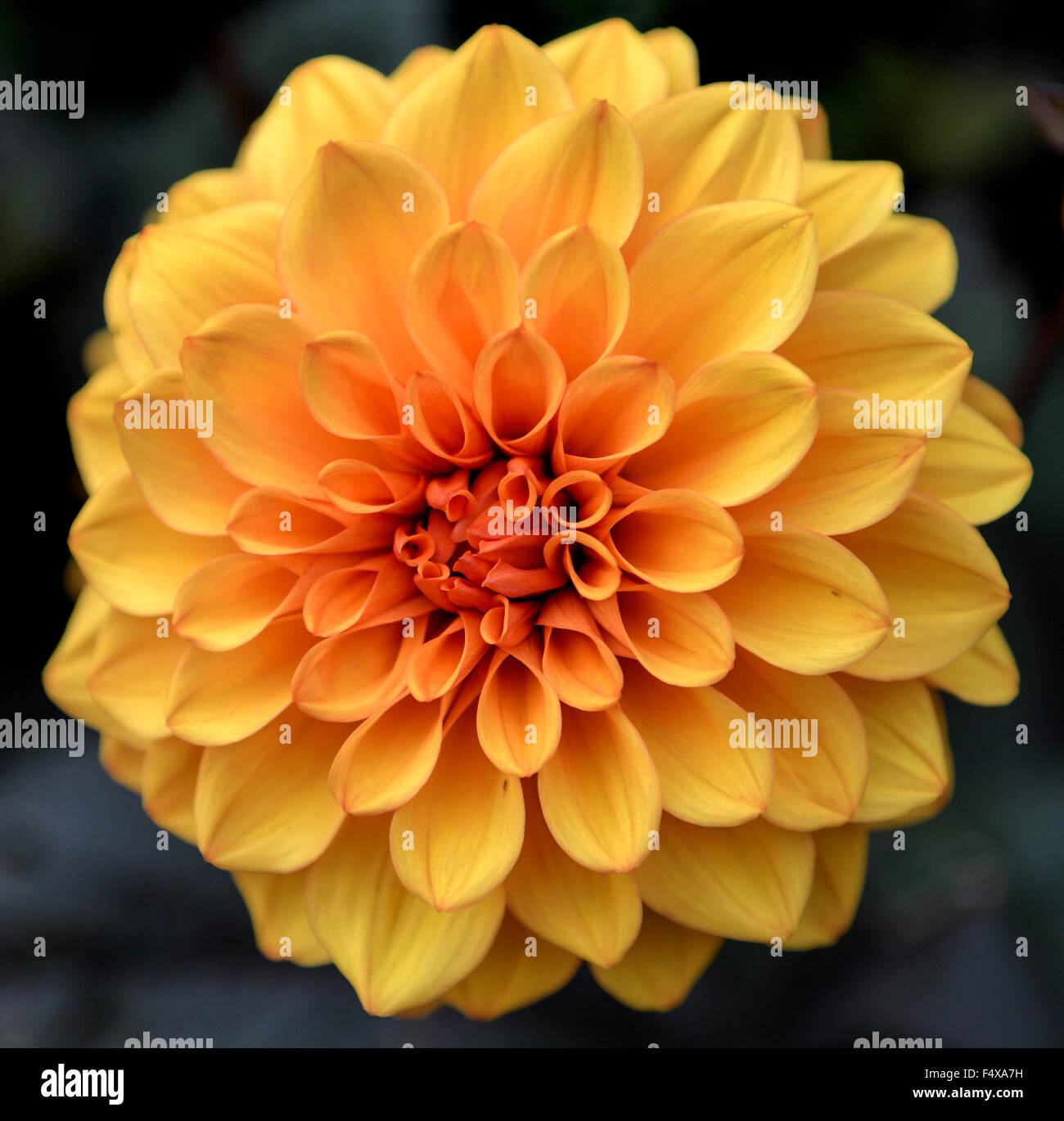 Fleur jaune Banque D'Images