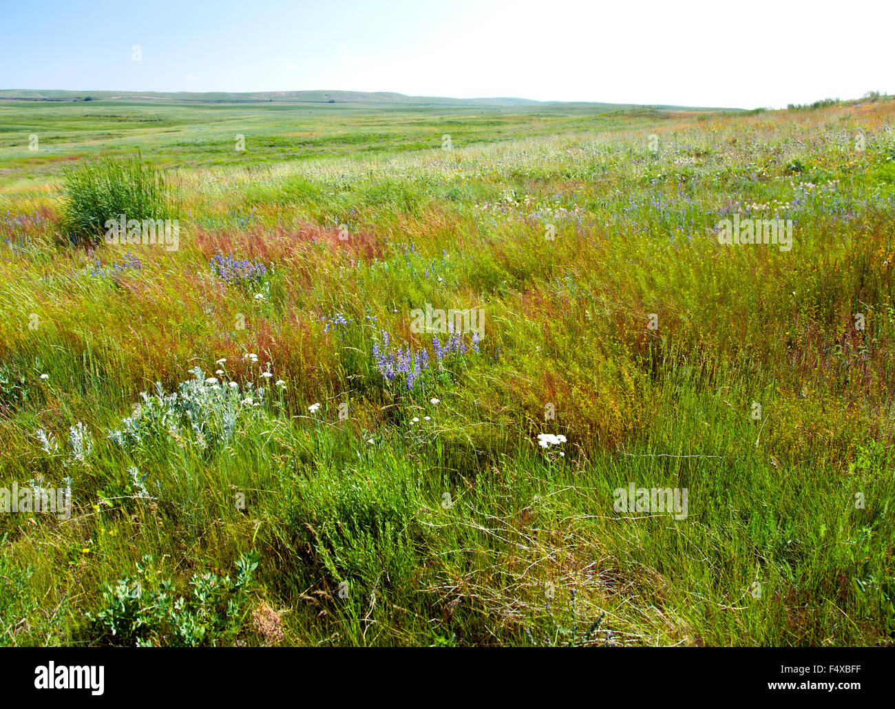 Fleurs sauvages et herbes des prairies flow aussi loin que l'oeil peut voir sur ranch terre autour de Browning, Montana. Banque D'Images