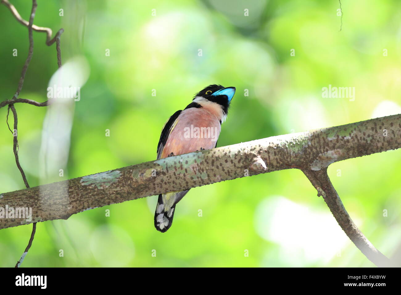 Noir et jaune (Broadbill Eurylaimus ochromalus) Parc national de Taman Negara, Malaisie Banque D'Images