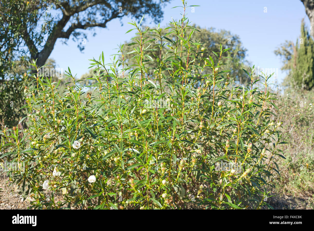 Gum ciste Cistus ladanifer ou dans un pré, de l'Estrémadure, Espagne Banque D'Images