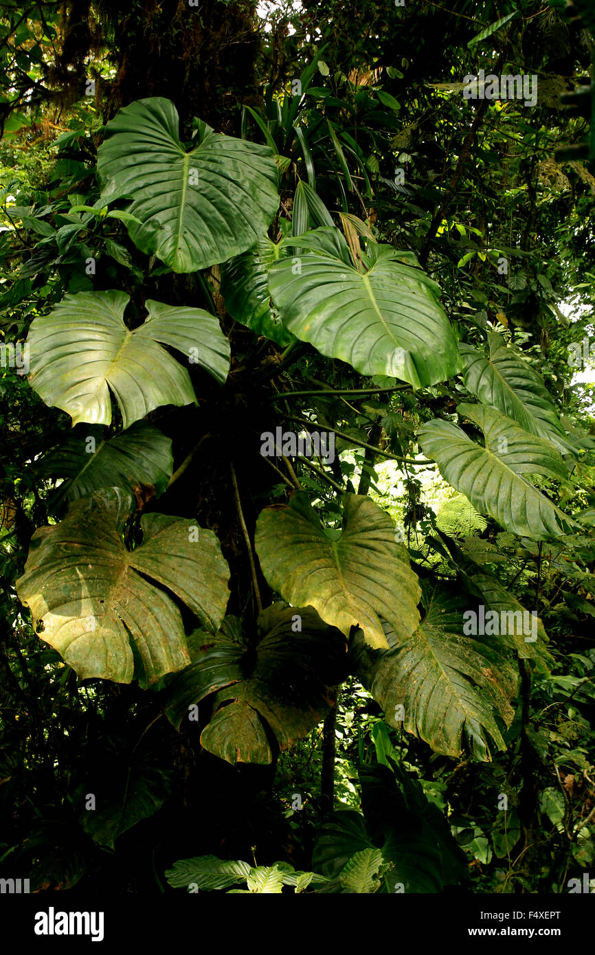 Paysage Nature de la randonnée la Forêt Nuageuse de Monteverde au Costa Rica Rainforest Banque D'Images