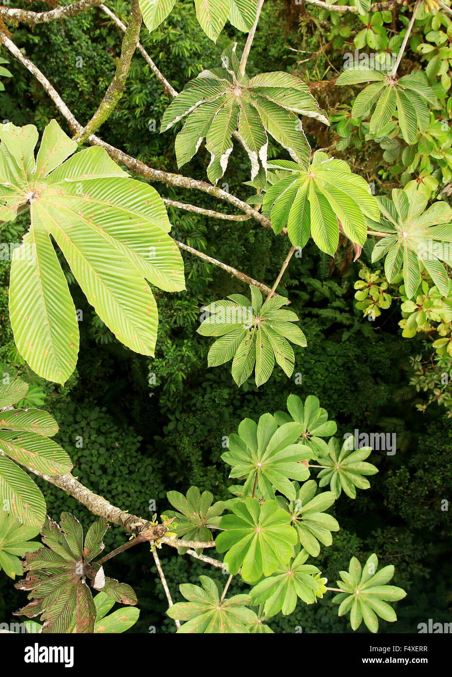 Paysage Nature de la randonnée la Forêt Nuageuse de Monteverde au Costa Rica Rainforest Banque D'Images
