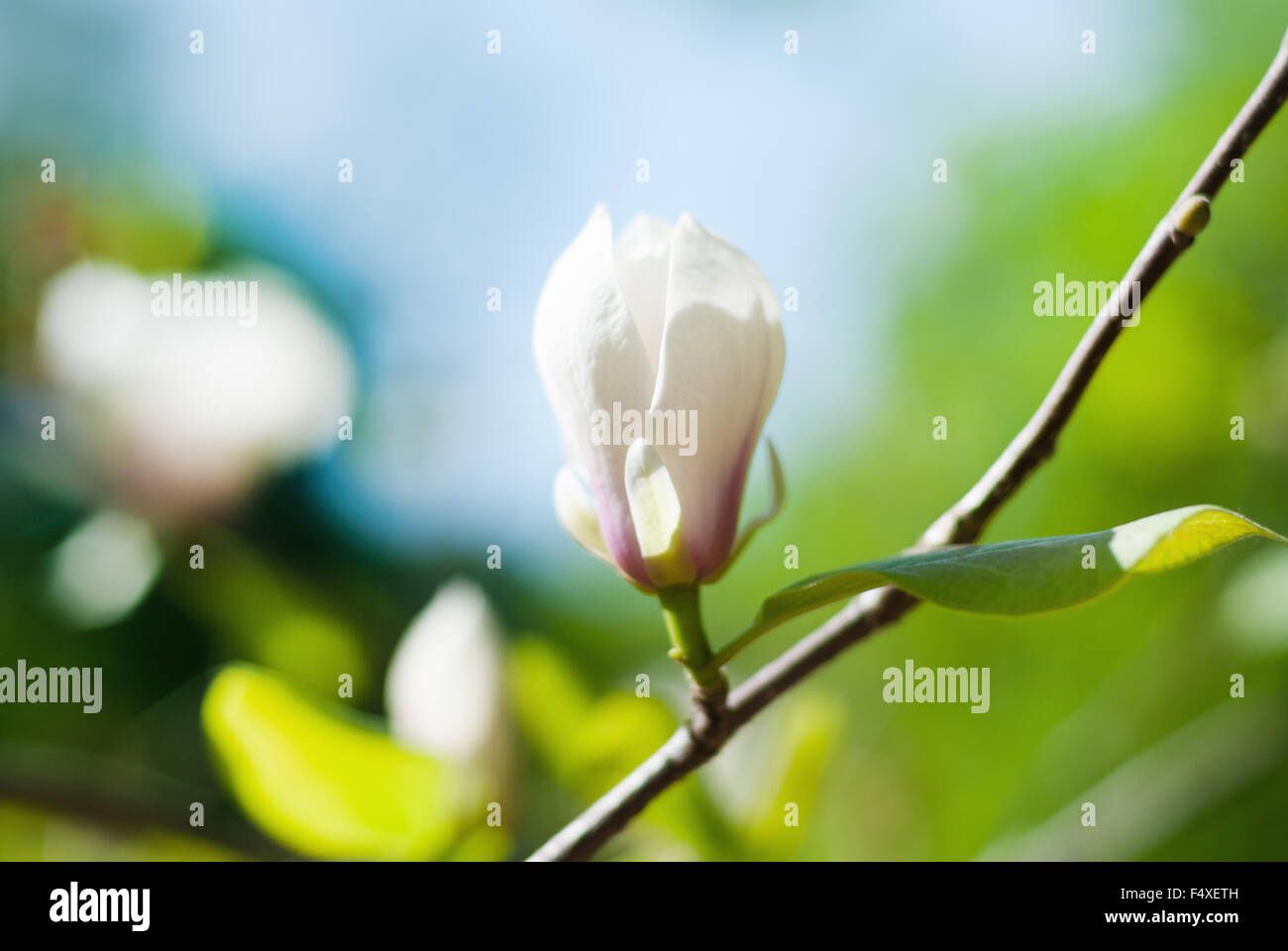 White magnolia blossom au coucher du soleil Banque D'Images