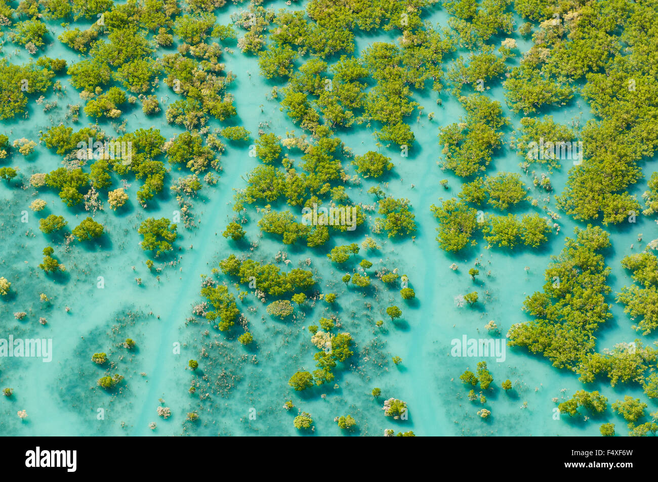 Vue aérienne de mangroves au King Sound. Banque D'Images