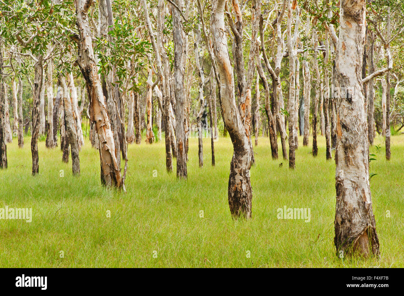 Forêt d'arbres paperbark dans le Queensland. Banque D'Images