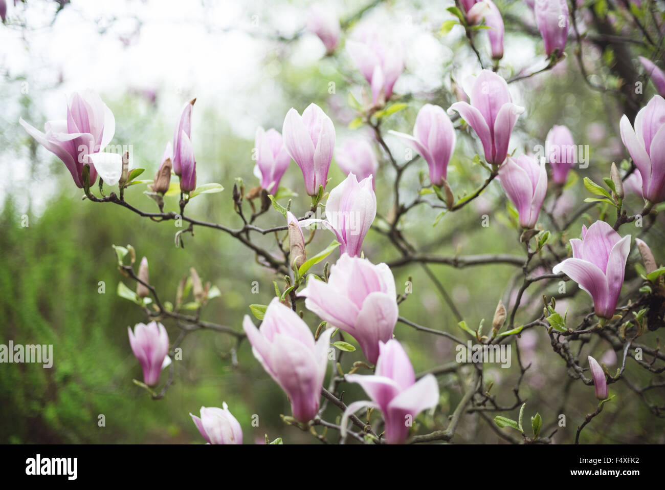 Fleur de magnolia rose au jardin Banque D'Images