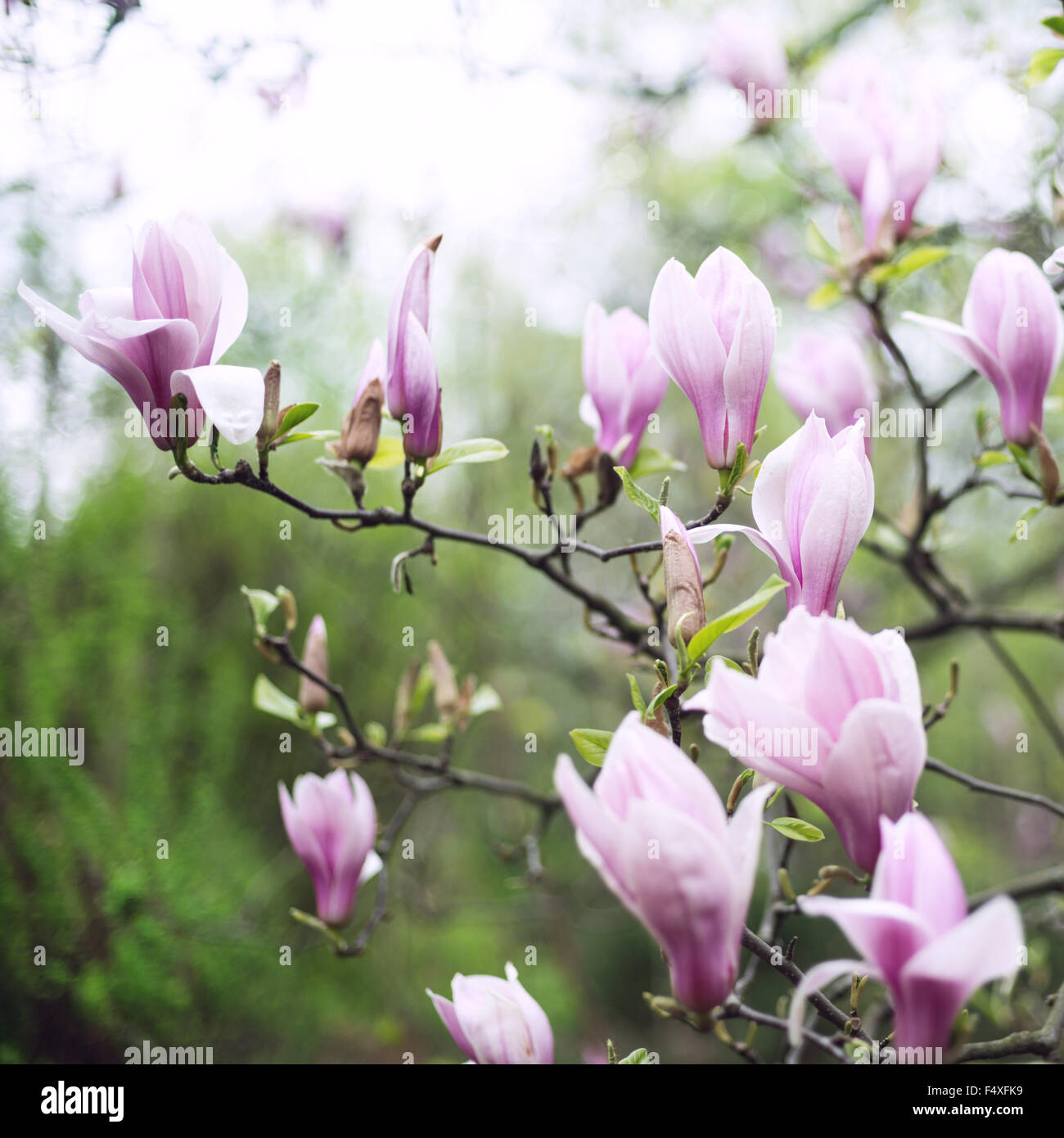 Fleur de magnolia rose au jardin Banque D'Images