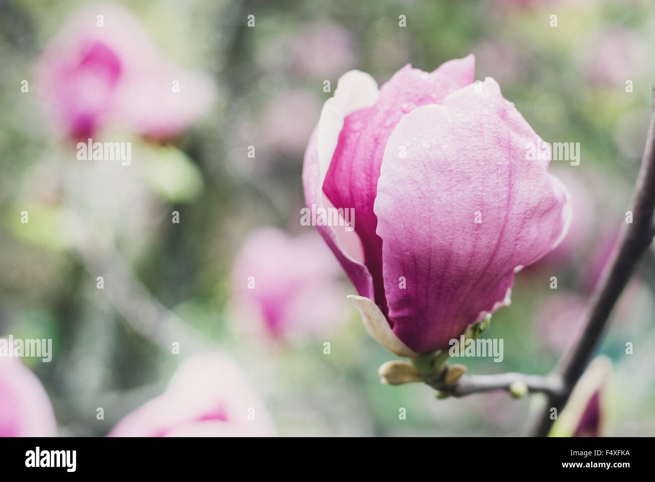 Fleur de magnolia rose au jardin Banque D'Images