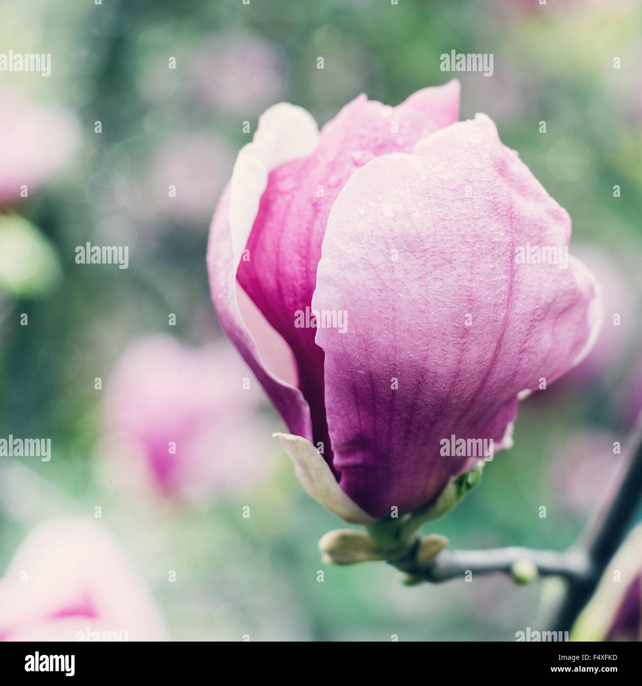 Fleur de magnolia rose au jardin Banque D'Images