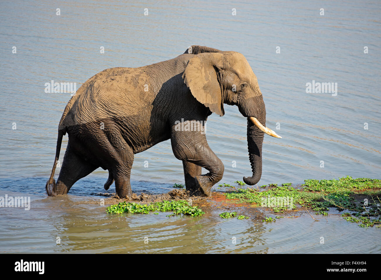 Grand éléphant mâle d'Afrique (Loxodonta africana) marcher dans une rivière, Kruger National Park, Afrique du Sud Banque D'Images