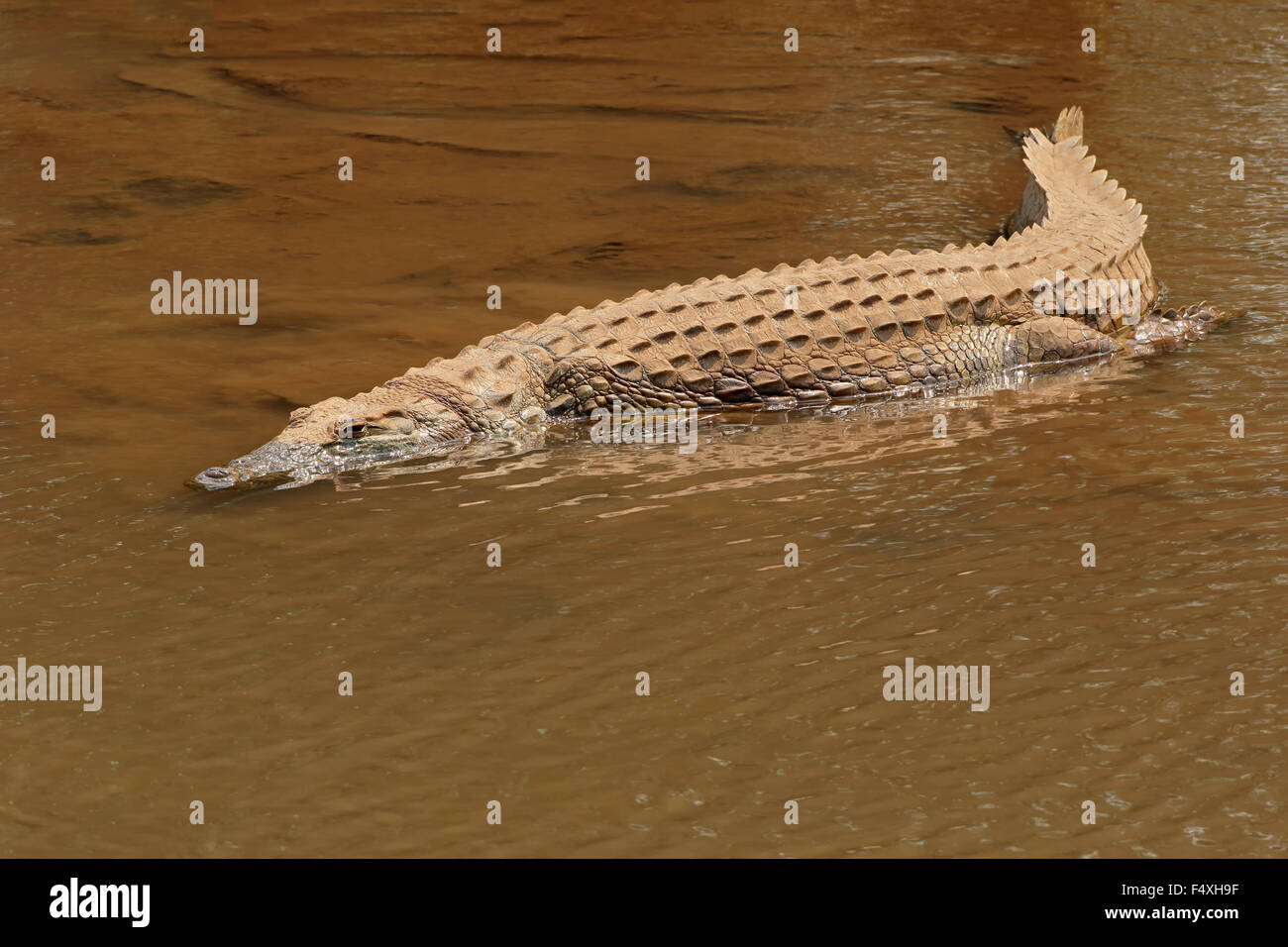 Un crocodile du Nil (Crocodylus niloticus) se prélassent dans l'eau peu profonde, Kruger National Park, Afrique du Sud Banque D'Images