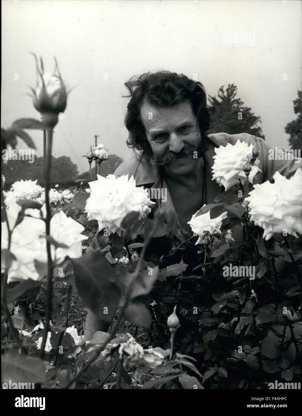 1972 - L'anglais et ses roses Harry Wheatcroft avec certains de ses fameux roses qu'il aime tant. © Keystone Photos USA/ZUMAPRESS.com/Alamy Live News Banque D'Images