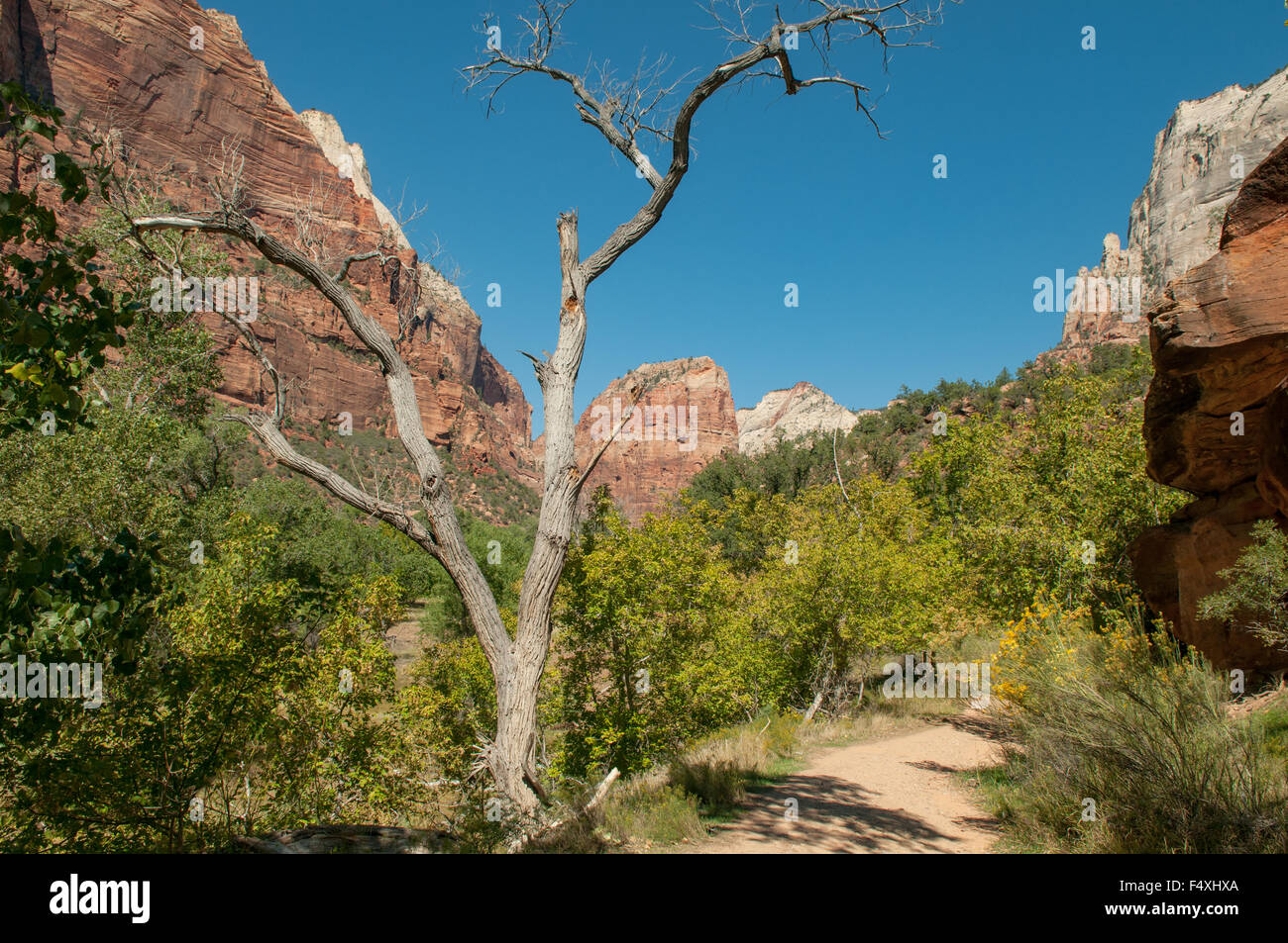 Vue sur sentier Grotte, Zion NP, Utah, USA Banque D'Images