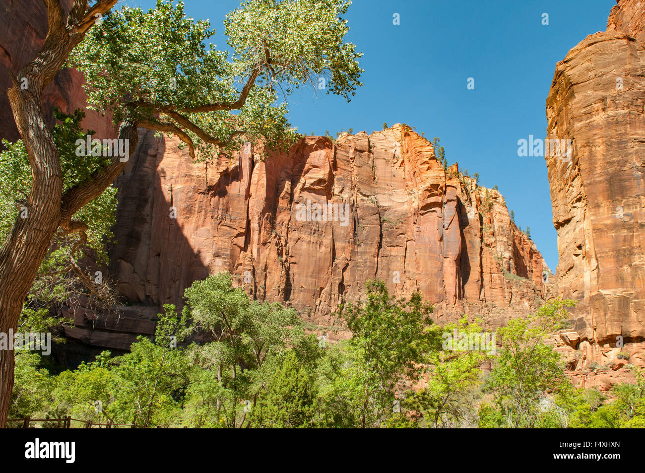 Temple de Sinawava, Zion NP, Utah, USA Banque D'Images