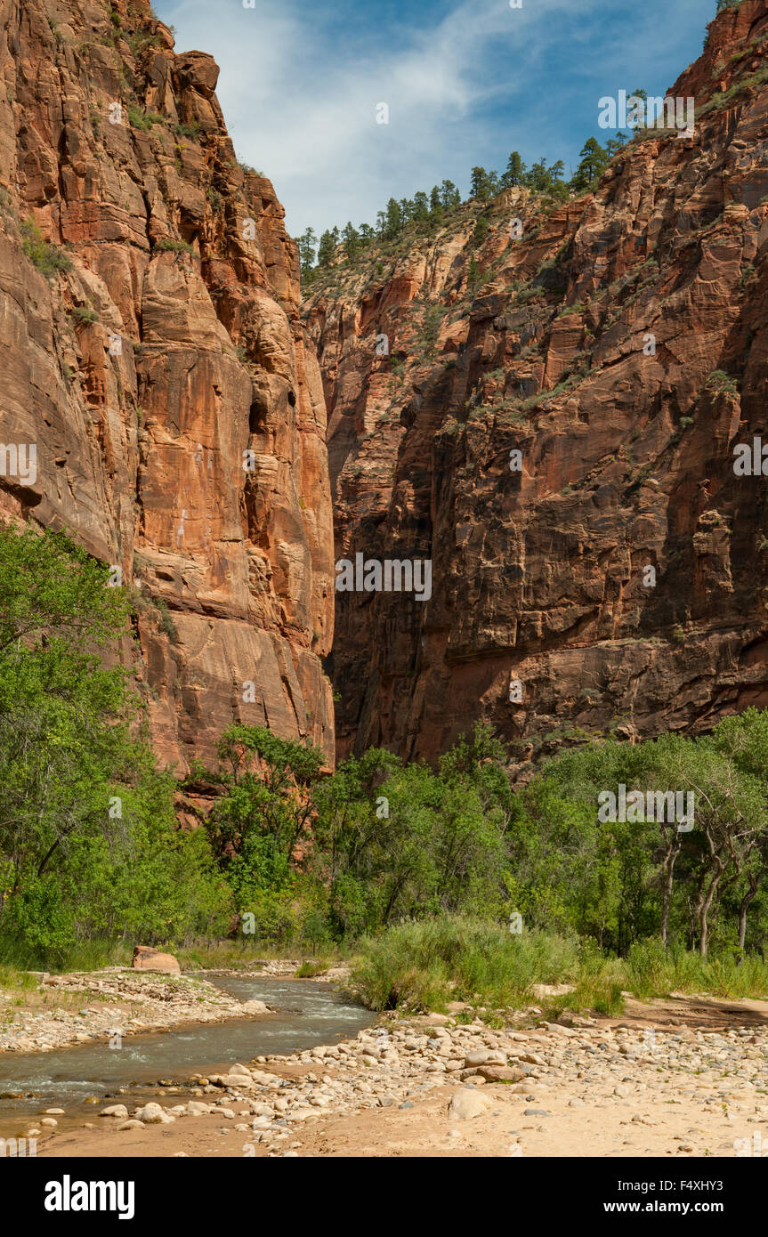 Riverside Walk, Zion NP, Utah, USA Banque D'Images