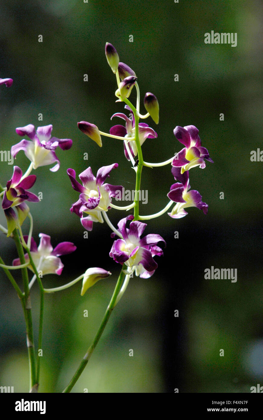 Orchidée dendrobium contre l'arrière-plan flou Banque D'Images