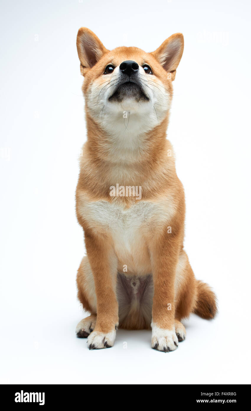 Qute et adorable chiot Shiba Inu sur fond blanc, pur Banque D'Images