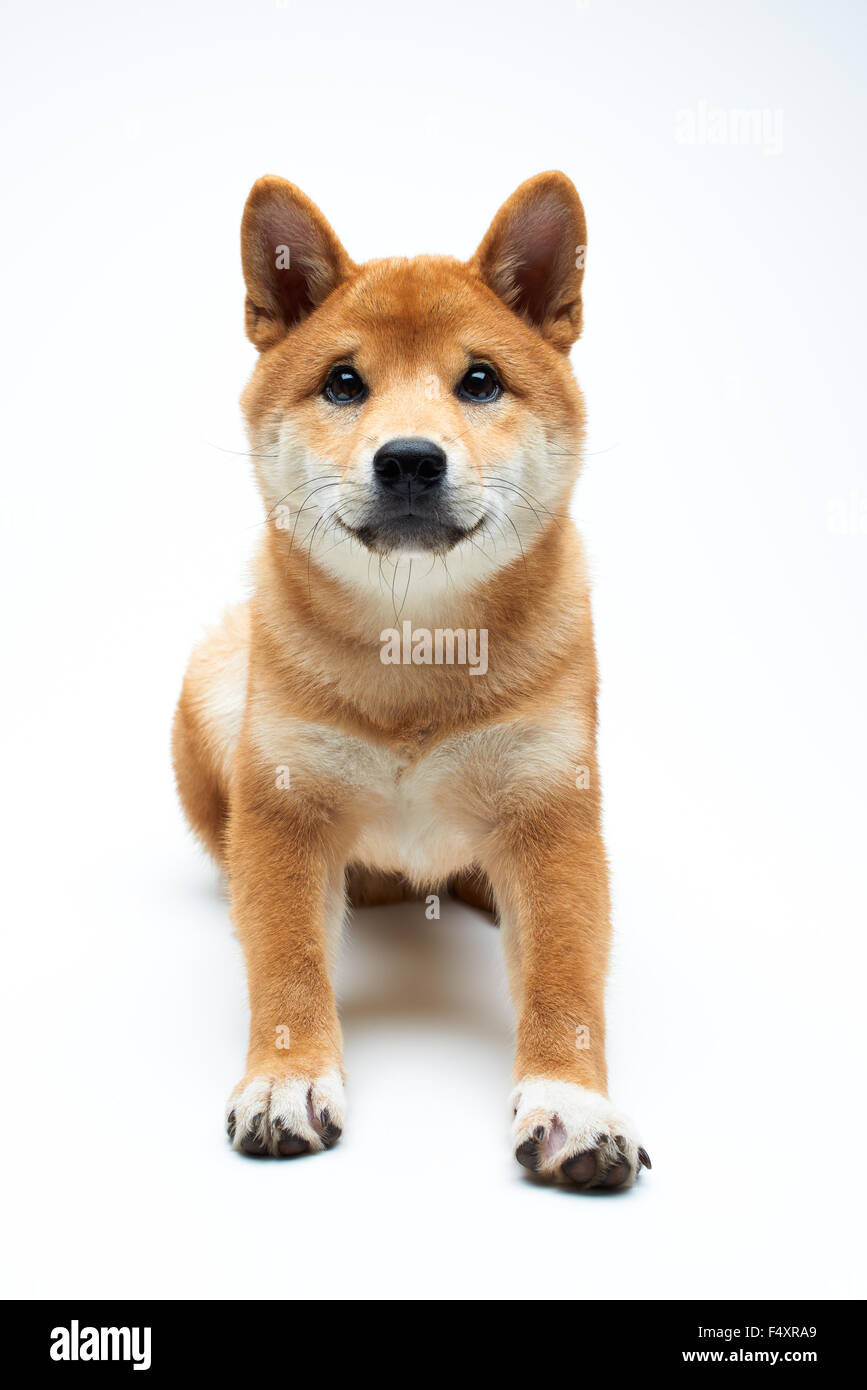 Qute et adorable chiot Shiba Inu sur fond blanc, pur Banque D'Images