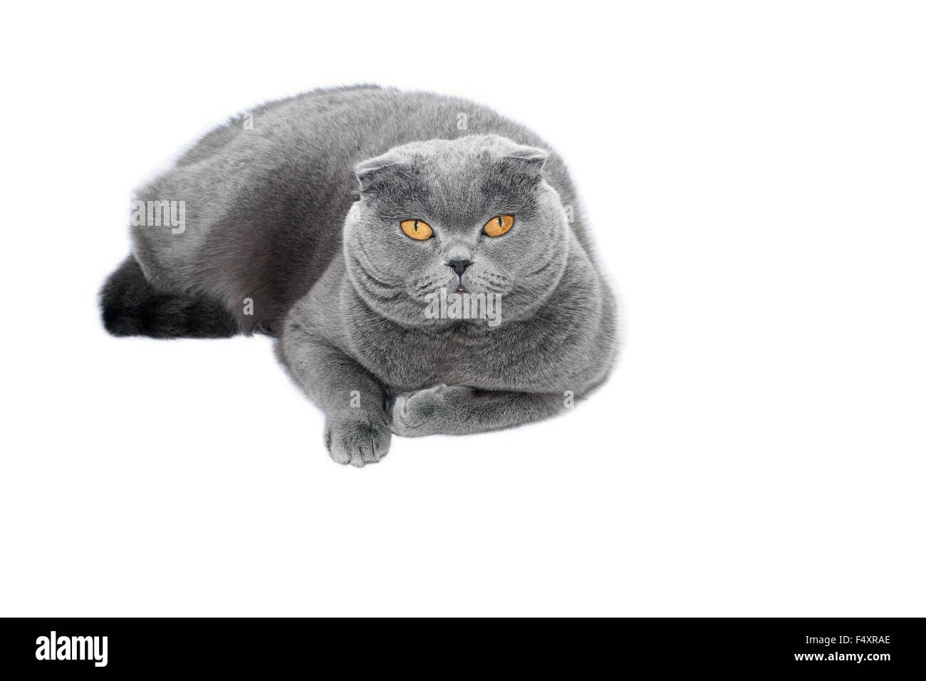Bleu-gris chat Scottish Fold sur fond blanc Banque D'Images
