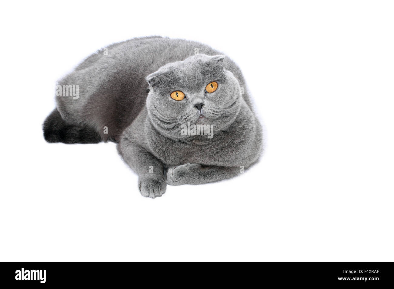 Bleu-gris chat Scottish Fold sur fond blanc Banque D'Images