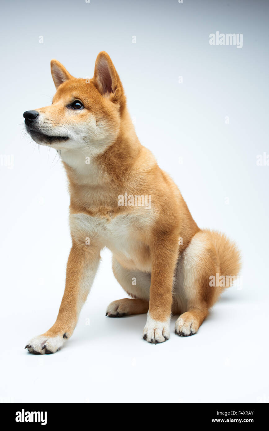 Qute et adorable chiot Shiba Inu sur fond blanc, pur Banque D'Images