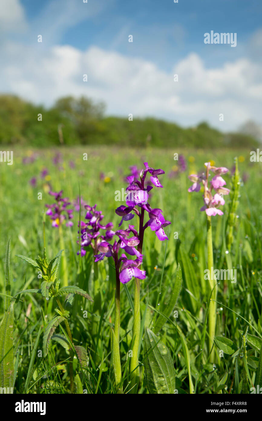 Green Winged Orchid ; Orchis morio fleur ; Rhône-Alpes ; UK Banque D'Images