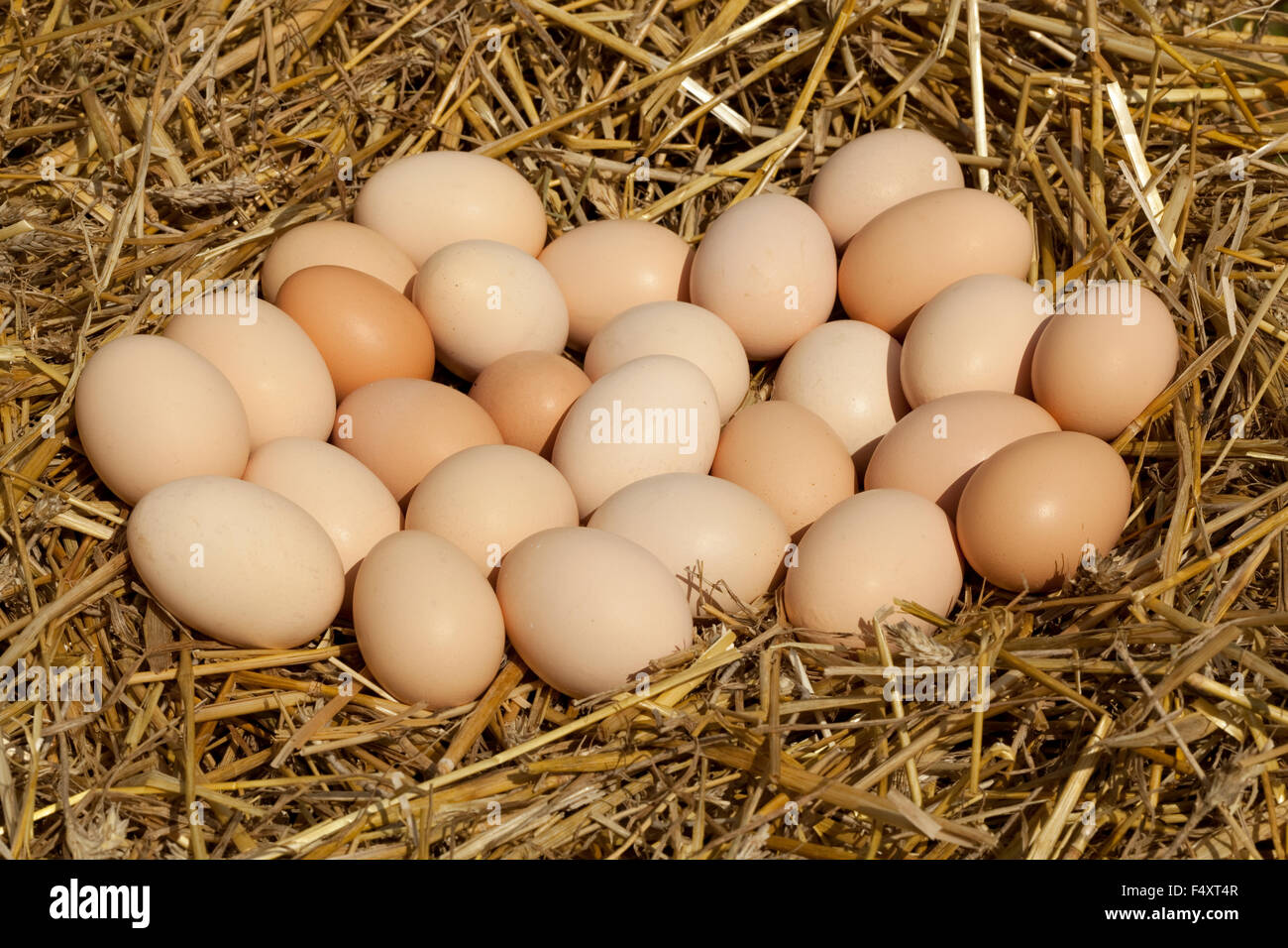 Beaucoup de pays nombre d'œufs sur la paille Banque D'Images