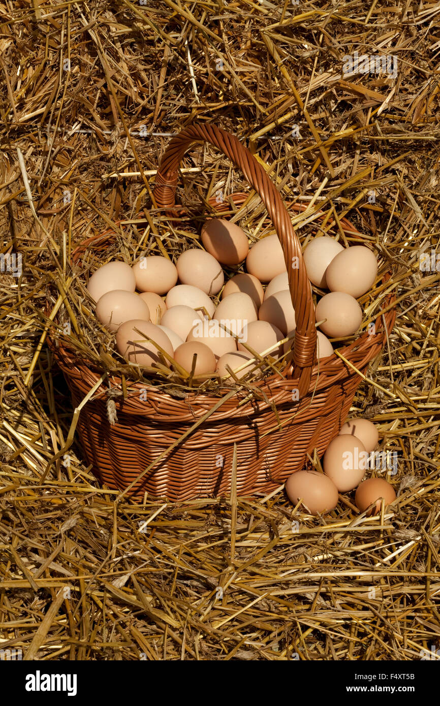 Beaucoup de pays nombre d'œufs sur la paille dans le panier Banque D'Images
