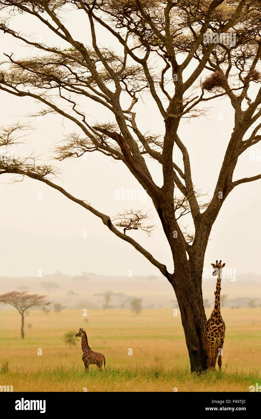 Terre de fées ! Girafe et son bébé ! Banque D'Images