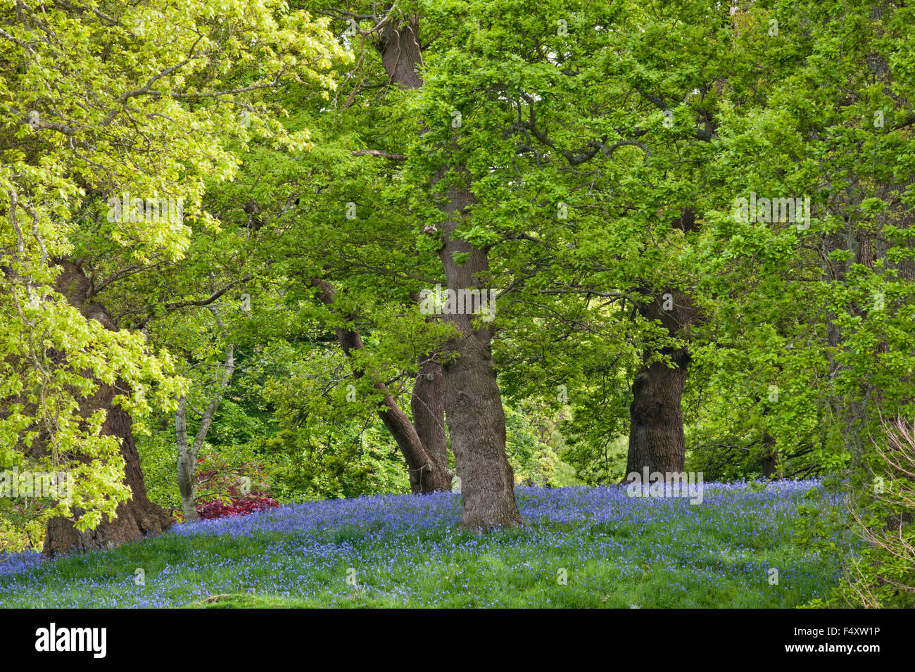 Jardin de Bodnant, Conwy, Pays de Galles, Royaume-Uni. Jacinthes dans les bois à la fin du printemps Banque D'Images