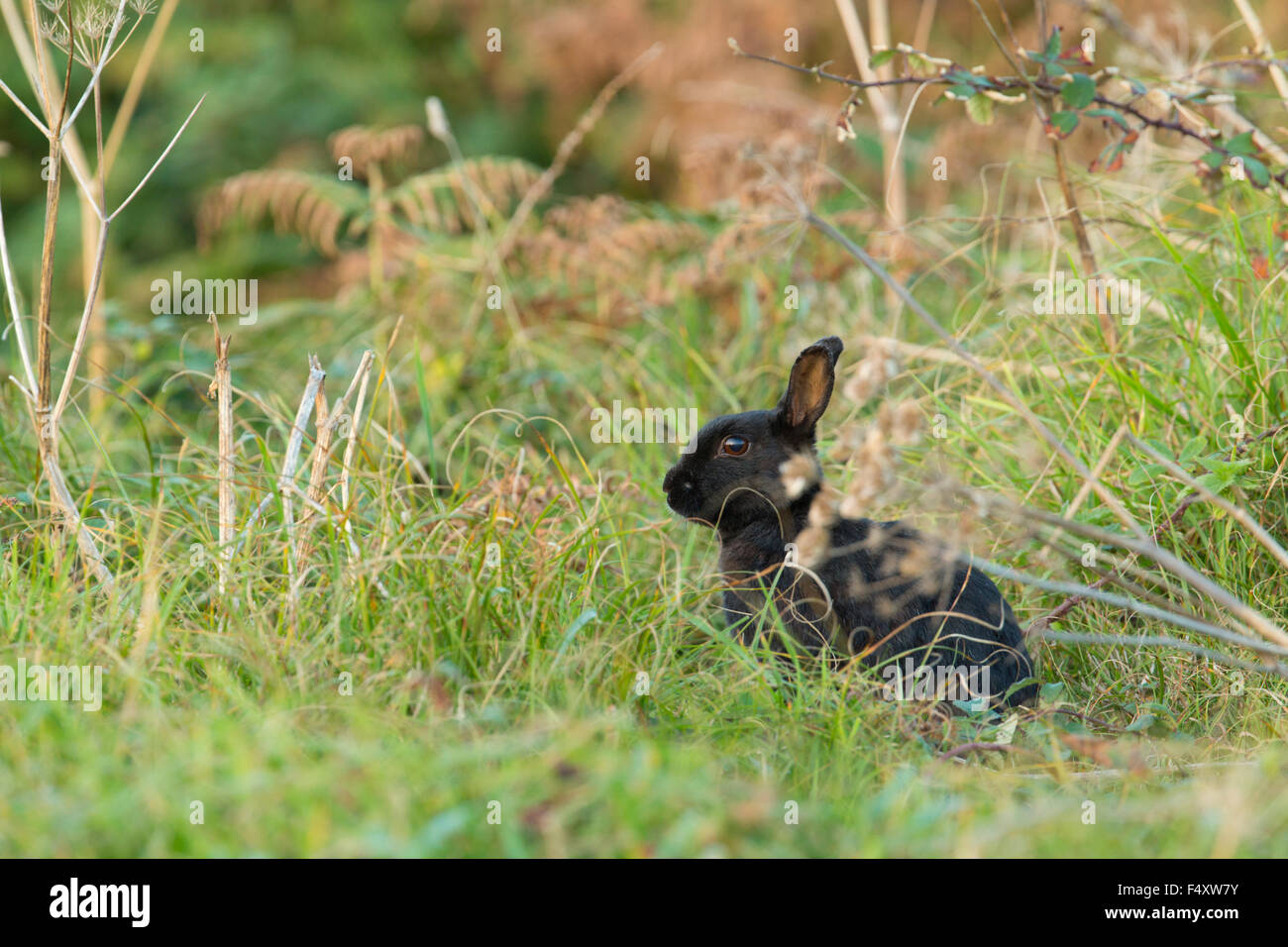 Black Rabbit Oryctolagus cunniculus ; seul ; St Mary's, Îles Scilly ; UK Banque D'Images