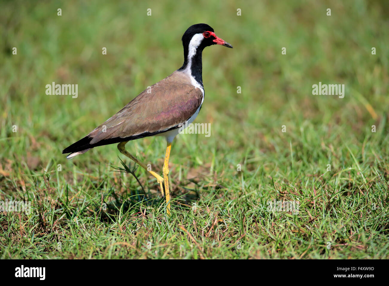 Red-réorganisation sociable (Vanellus indicus), attentif à l'homme de terrain, le Parc National de Bundala, Sri Lanka Banque D'Images