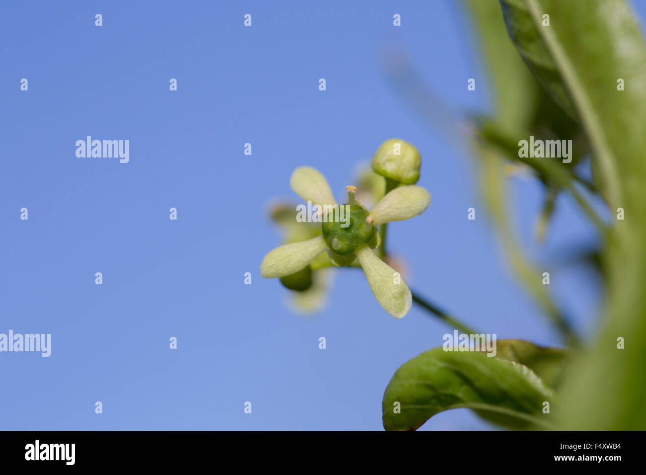 L'arbre de fusée ; Euonymus europaeus fleur ; Cornwall, UK Banque D'Images