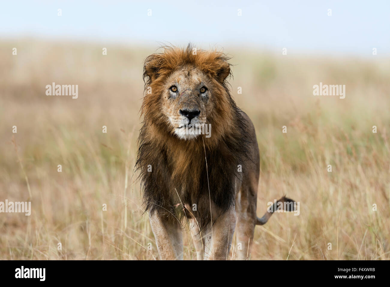 Wet lion (Panthera leo), homme, Masai Mara, Kenya, comté de Narok Banque D'Images
