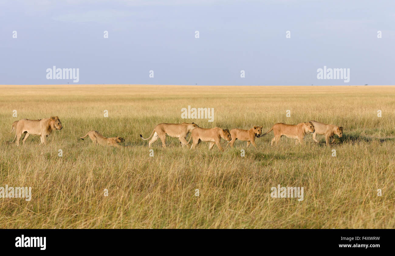 Troupe de lions (Panthera leo) roaming savane, Masai Mara, Kenya, comté de Narok Banque D'Images