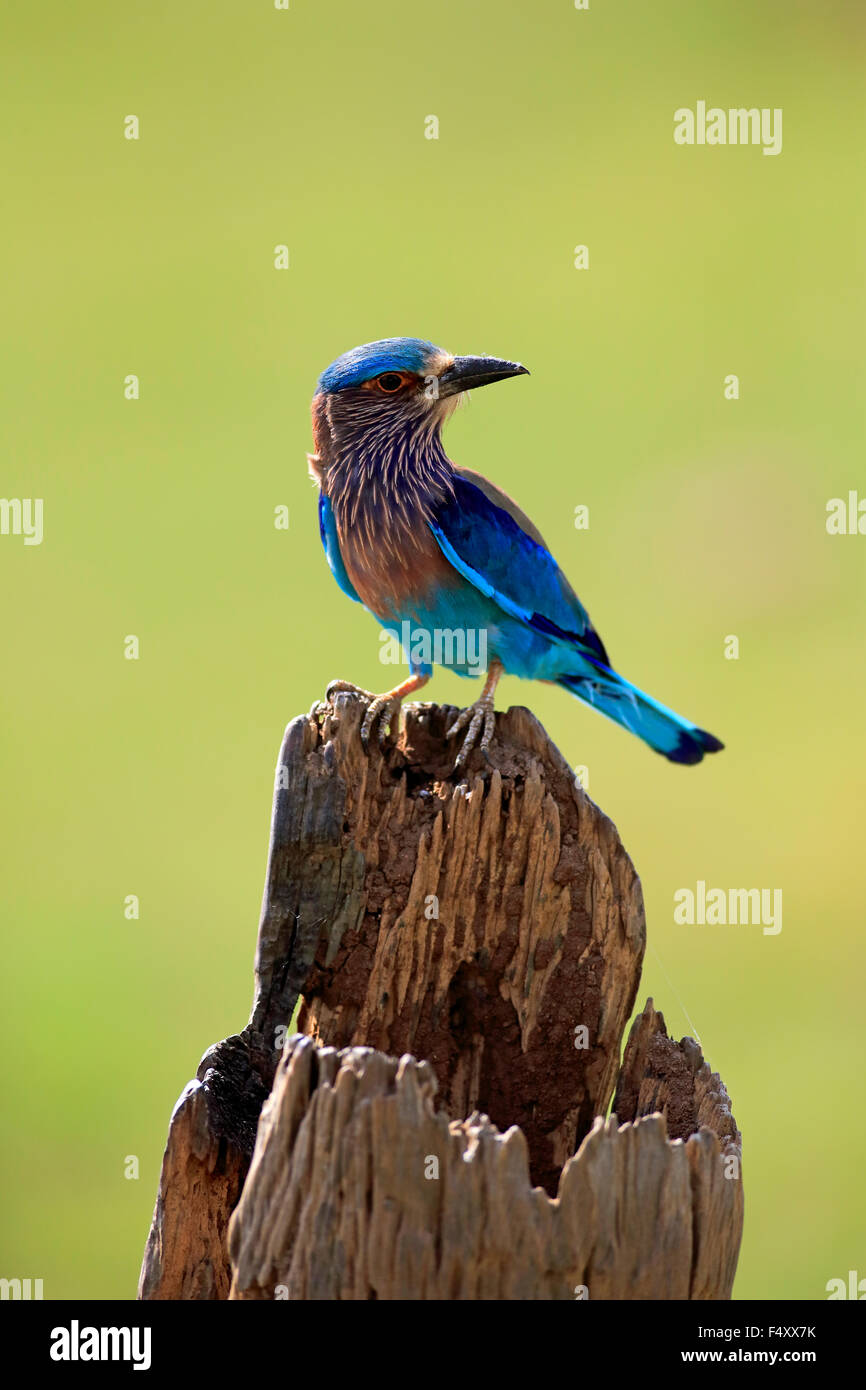 Rouleau (Coracias benghalensis indien), des profils à l'affût, sur un vieux tronc d'arbre, parc national Udawalawe, Sri Lanka Banque D'Images