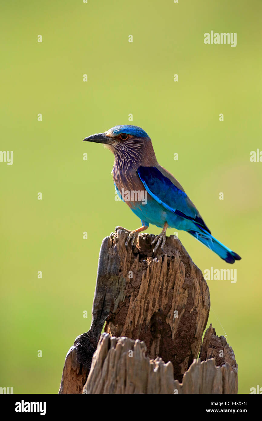 Rouleau (Coracias benghalensis indien), des profils à l'affût, sur un vieux tronc d'arbre, parc national Udawalawe, Sri Lanka Banque D'Images