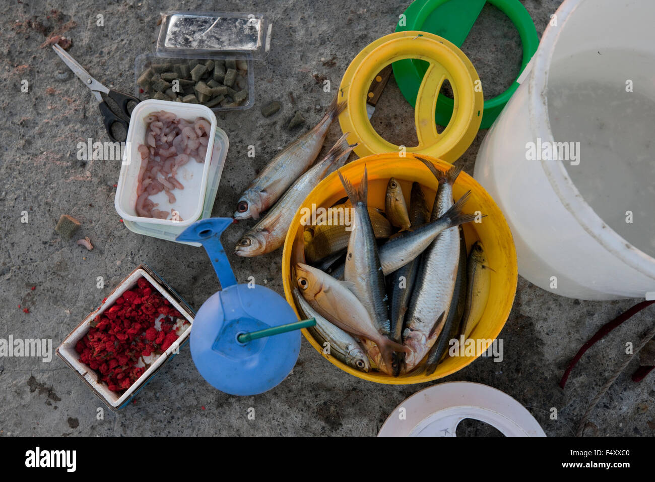 Les sardines, les crevettes et d'autres appâts utilisés pour la pêche, étendu sur la terre de Myrina's dock. L'île de Lemnos, Grèce Banque D'Images