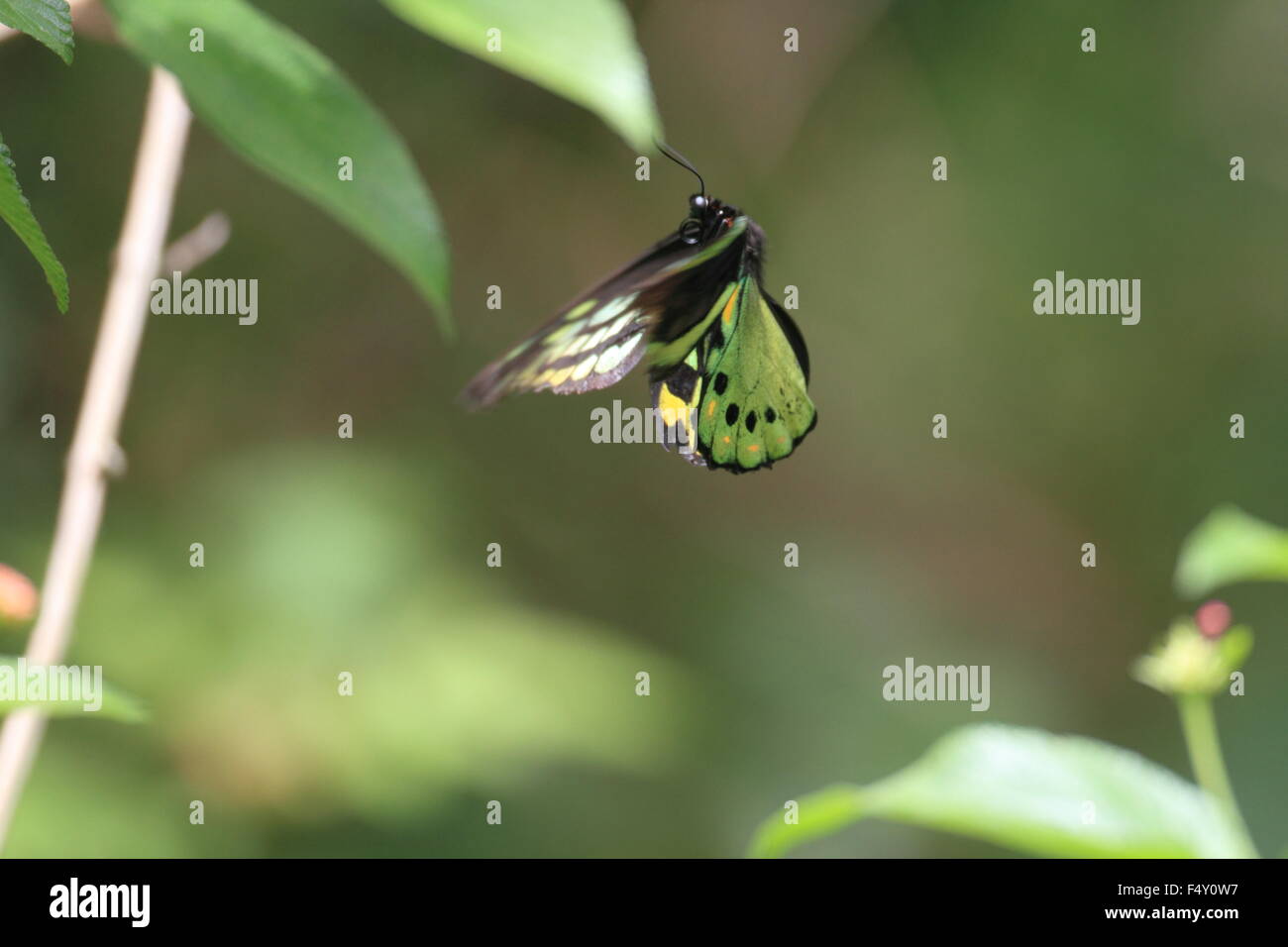 Cairns de la CITES (Ornithoptera papillon euphorion) à Cairns Banque D'Images