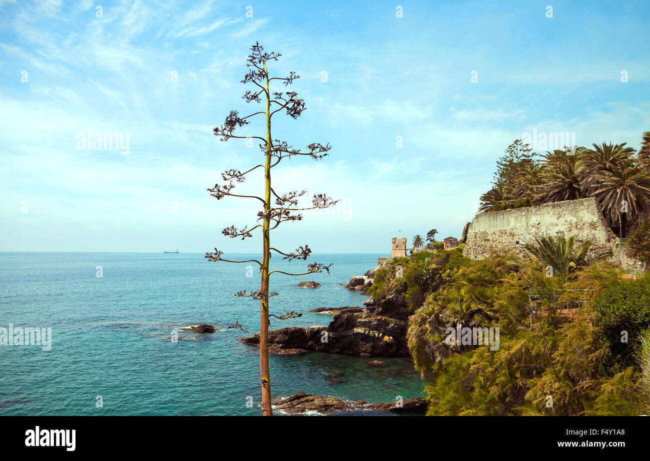 Belle vue sur la mer avec une promenade Nervi fleur d'agave et la tour Gropallo. Banque D'Images