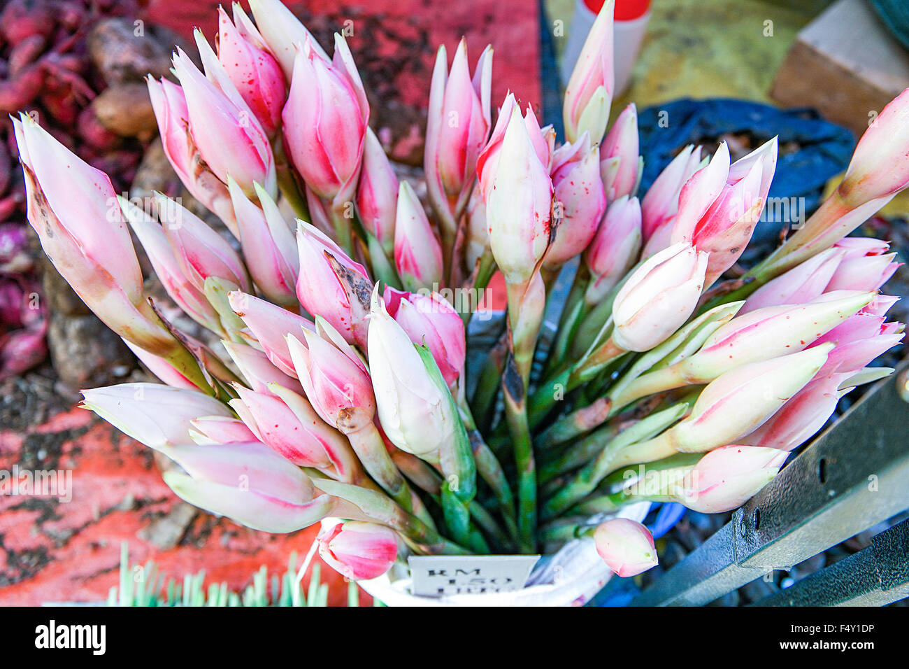 Fleur de gingembre de gros Vente au marché local le dimanche aussi connu comme Etlingera elatior. Focus sélectif avec une faible profondeur de fi Banque D'Images