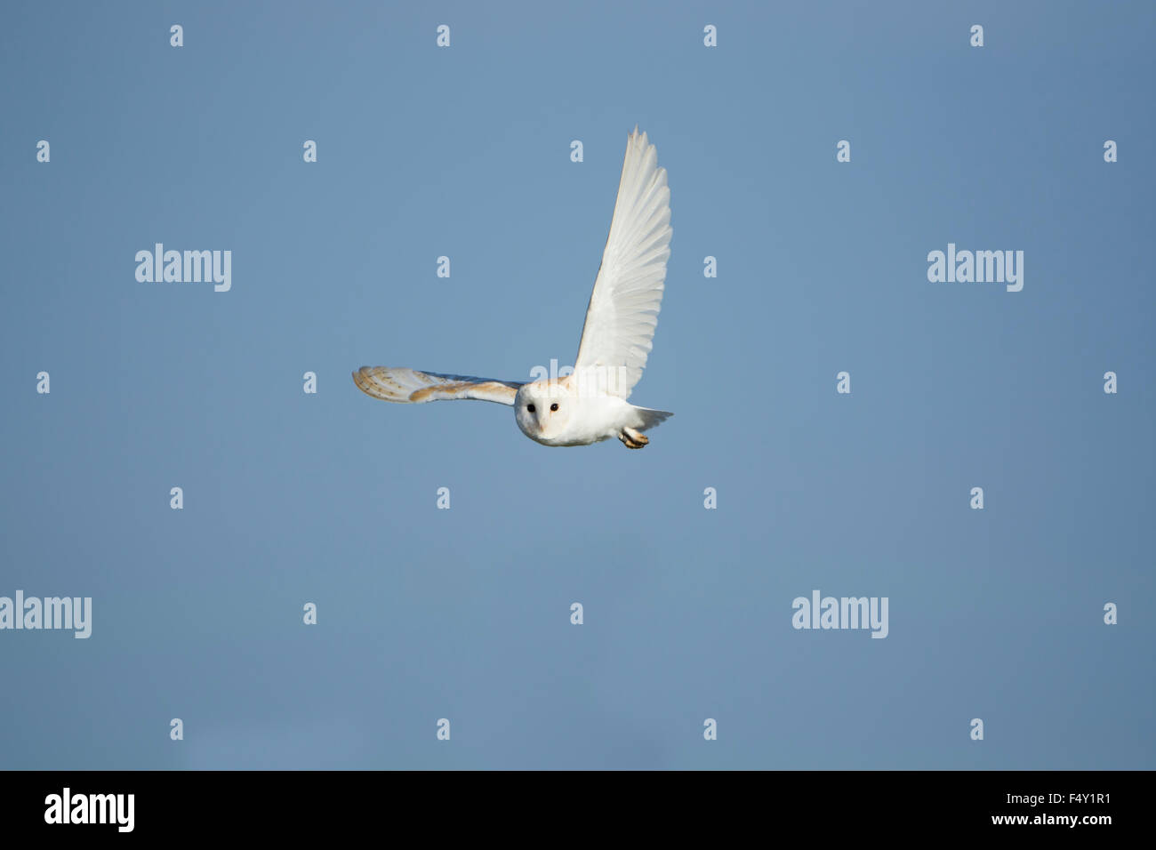 Une chouette effraie en vol sur une journée ensoleillée, Rye, East Sussex, UK Banque D'Images