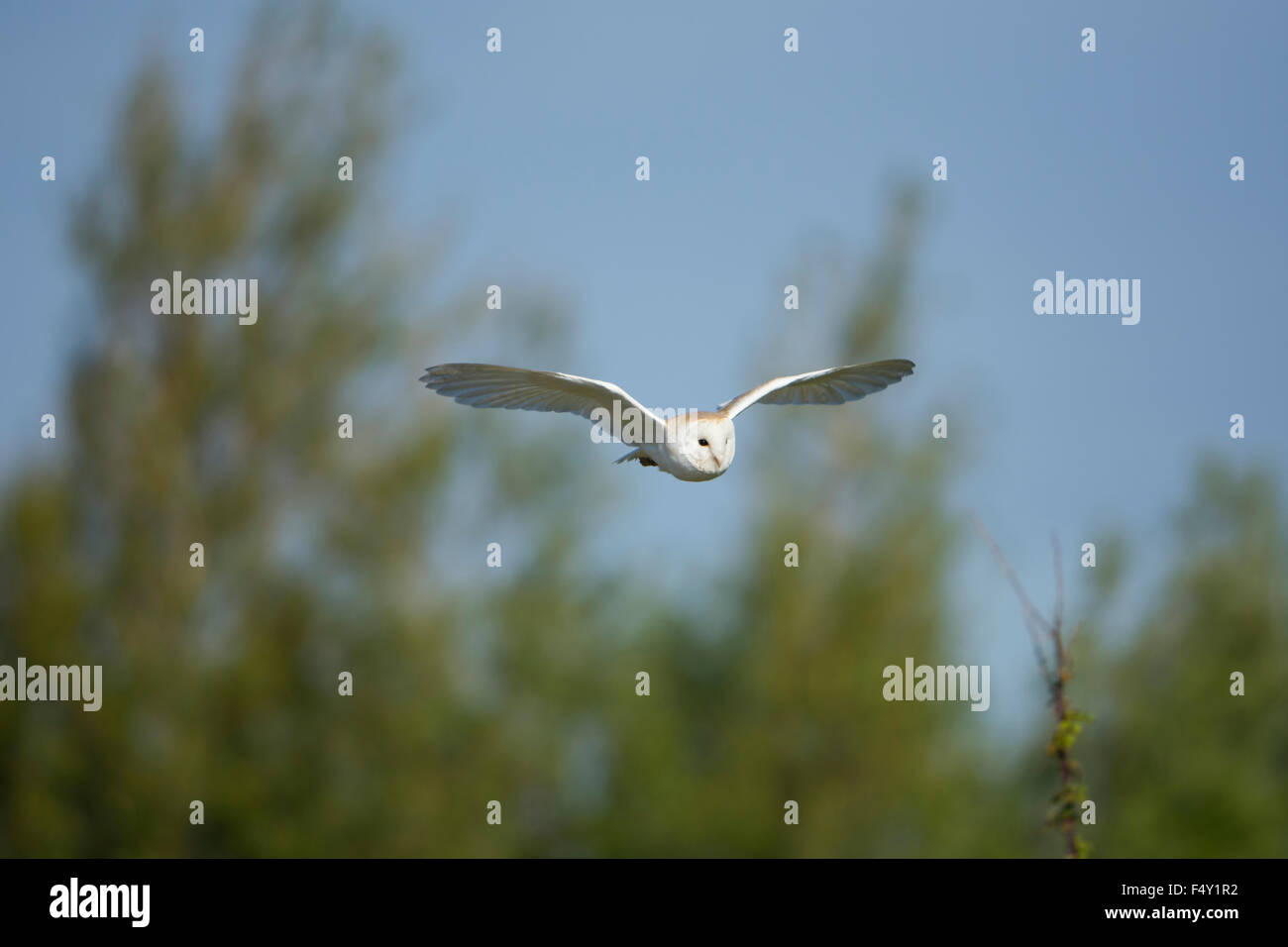 Une chouette effraie en vol sur une journée ensoleillée, Rye, East Sussex, UK Banque D'Images