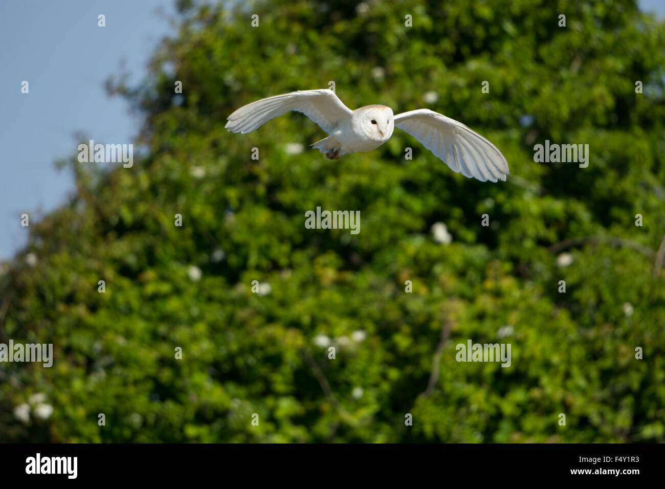 Une chouette effraie en vol sur une journée ensoleillée, Rye, East Sussex, UK Banque D'Images