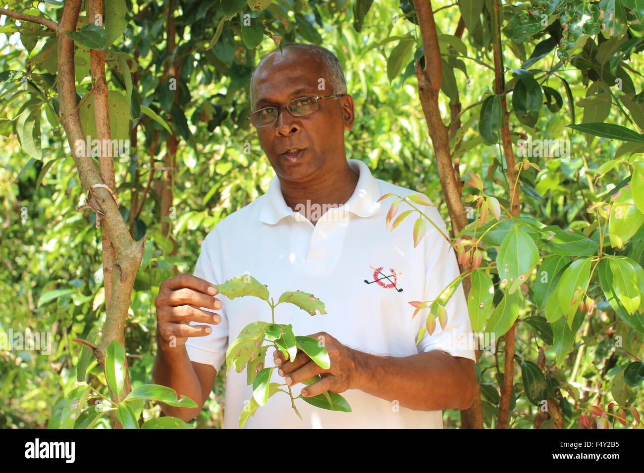 Wijith Jayatilleke producteur cannelle est à sa plantation en Ahungalla (Sri Lanka). Anciennement Ceylan, c'est le pays d'origine de la cannelle et de l'est aujourd'hui responsable de plus de 80 pour cent de la production. Jayatilleke, avec 19 hectares, se classe parmi les plus grands producteurs de cannelle sur l'île. Photo : Doreen Fiedler/dp Banque D'Images