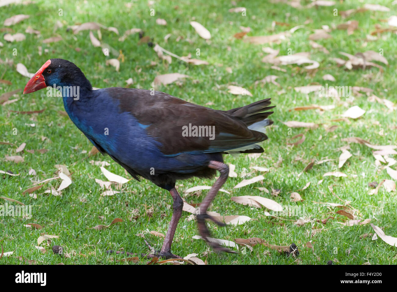 Talève Sultane (Porphyrio porphyrio), ou de l'Afrique, Purple Gallinule talève sultane Banque D'Images