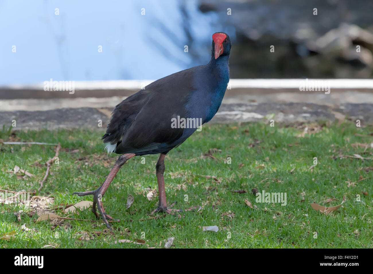 Talève Sultane (Porphyrio porphyrio), ou de l'Afrique, Purple Gallinule talève sultane Banque D'Images