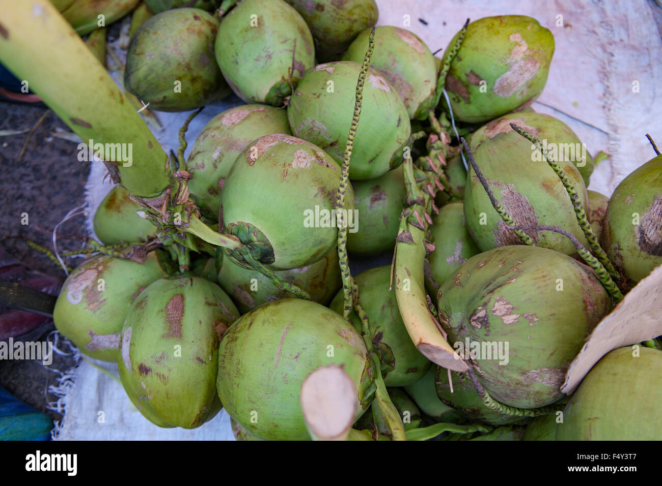 Les jeunes noix de coco ou local appelé "Pandan" Vente à Kalapa dimanche.Focus marché local a fait au centre et peu profondes 6. Banque D'Images