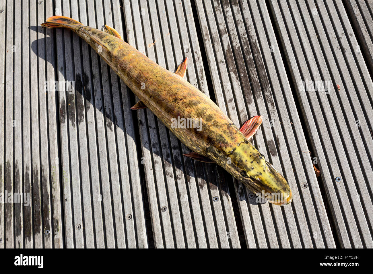 Manger un poisson brochet Banque de photographies et d’images à haute résolution Alamy